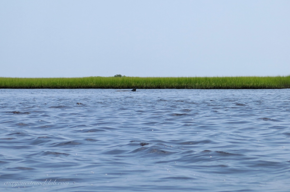 Dolphin in the ICW at Hammocks Beach State Park 