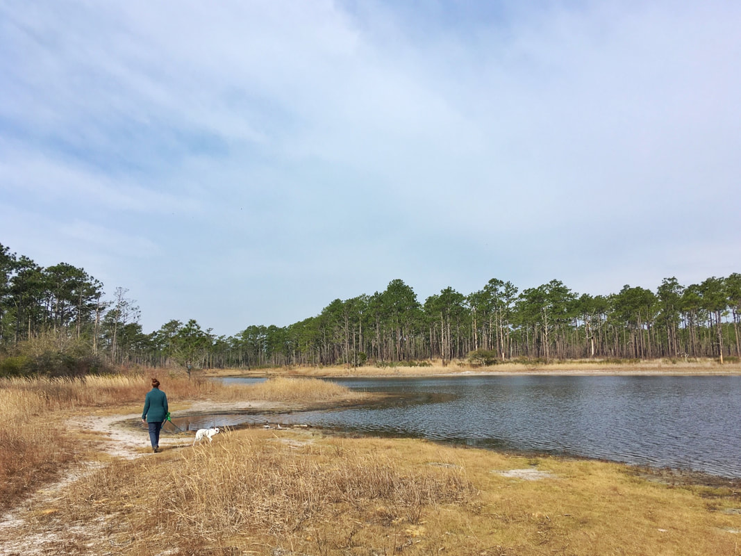 Hiking on the Patsy Pond Nature trail, managed by the NC Coastal Federation and the National Forest Service