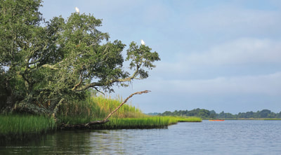 Egrets in a tree at the Permuda Island Reserve